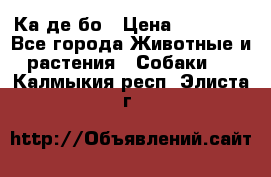 Ка де бо › Цена ­ 25 000 - Все города Животные и растения » Собаки   . Калмыкия респ.,Элиста г.